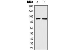 Western blot analysis of TRPV3 expression in HeLa (A), SHSY5Y (B) whole cell lysates.
