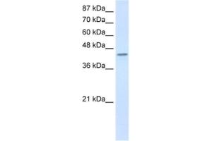 Western Blotting (WB) image for anti-Poly(rC) Binding Protein 4 (PCBP4) antibody (ABIN2462288) (PCBP4 antibody)