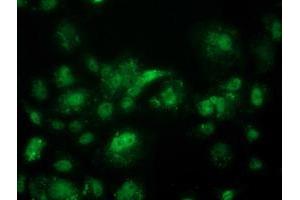 Anti-ACY3 mouse monoclonal antibody (ABIN2454131) immunofluorescent staining of COS7 cells transiently transfected by pCMV6-ENTRY ACY3 (RC202287). (Aminoacylase 3 antibody)