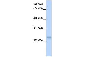 Western Blotting (WB) image for anti-serine/arginine-Rich Splicing Factor 3 (SRSF3) antibody (ABIN2458497) (SRSF3 antibody)