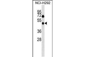 Western blot analysis in NCI-H292 cell line lysates (35ug/lane). (HCRTR1 antibody  (AA 270-298))