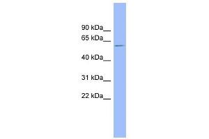 Western Blotting (WB) image for anti-Nuclear Receptor Subfamily 1, Group H, Member 4 (NR1H4) (Middle Region) antibody (ABIN2773865)