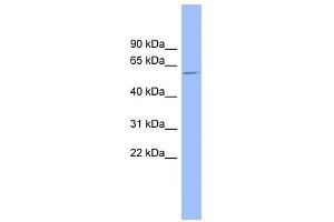 WB Suggested Anti-NR1H4 Antibody Titration:  0. (NR1H4 antibody  (Middle Region))
