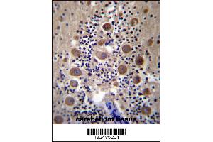 GPRASP2 Antibody immunohistochemistry analysis in formalin fixed and paraffin embedded human cerebellum tissue followed by peroxidase conjugation of the secondary antibody and DAB staining. (GPRASP2 antibody  (N-Term))