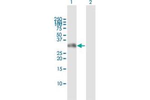 Western Blot analysis of GSC expression in transfected 293T cell line by GSC MaxPab polyclonal antibody.