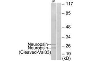 Western blot analysis of extracts from Jurkat cells, treated with etoposide 25uM 24h, using Neuropsin (Cleaved-Val33) Antibody. (OPN5 antibody  (Cleaved-Val33))