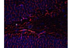 Immunostaining of mouse dentate gyrus showing beta III tubulin in red and nuclei in blue. (TUBB3 antibody)