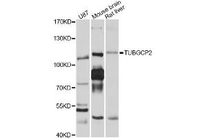 Western blot analysis of extracts of various cell lines, using TUBGCP2 antibody (ABIN4905522) at 1:1000 dilution.