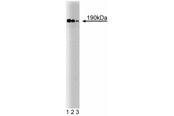 CNTNAP1 Antikörper  (AA 1-1513)