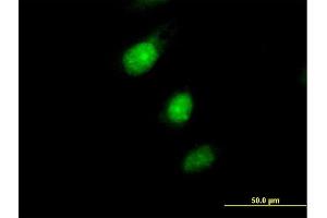 Immunofluorescence of purified MaxPab antibody to MAD2L1BP on HeLa cell. (MAD2L1BP antibody  (AA 1-274))