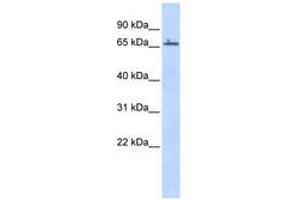 Image no. 1 for anti-Zinc Finger Protein 503 (ZNF503) (AA 251-300) antibody (ABIN6740253)