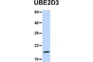 Host:  Rabbit  Target Name:  UBE2D3  Sample Type:  MCF7  Antibody Dilution:  1. (UBE2D3 antibody  (N-Term))