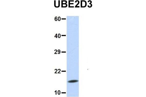 UBE2D3 antibody  (N-Term)