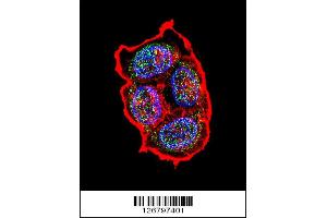 Confocal immunofluorescent analysis of AVP Antibody with ZR-75-1 cell followed by Alexa Fluor 488-conjugated goat anti-rabbit lgG (green). (Vasopressin antibody  (AA 102-129))