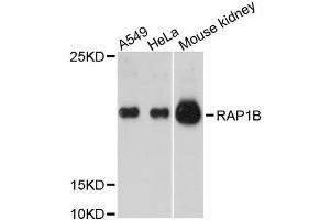 Western blot analysis of extracts of various cell lines, using RAP1B antibody. (RAP1B antibody  (AA 1-184))