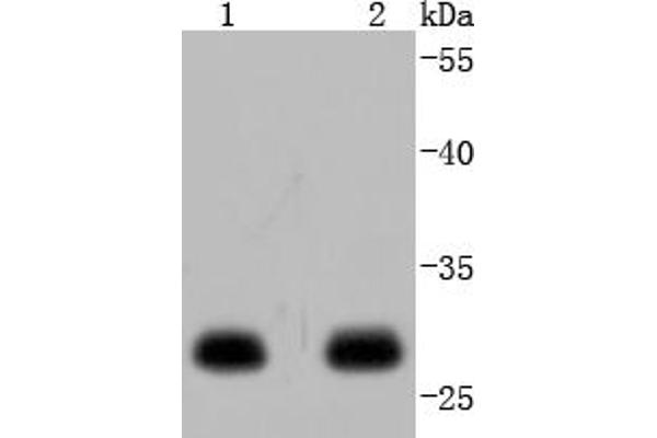 YWHAE antibody