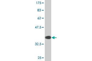 Western Blot detection against Immunogen (36. (SERPINB1 antibody  (AA 201-300))