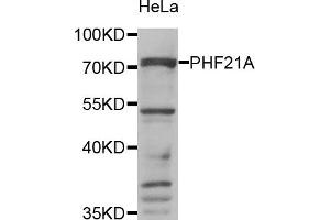 Western Blotting (WB) image for anti-PHD Finger Protein 21A (PHF21A) antibody (ABIN1980346)