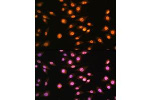Immunofluorescence (IF) image for anti-Nuclear Receptor Subfamily 2, Group F, Member 2 (NR2F2) (AA 1-100) antibody (ABIN6144820)