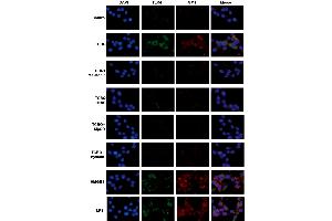 Immunofluorescence (Cultured Cells) (IF (cc)) image for anti-Toll-Like Receptor 4 (TLR4) (AA 701-800) antibody (ABIN5011663)