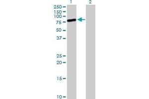Western Blot analysis of MIZF expression in transfected 293T cell line by MIZF MaxPab polyclonal antibody. (HINFP antibody  (AA 1-517))