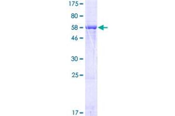 LRRC39 Protein (AA 1-335) (GST tag)