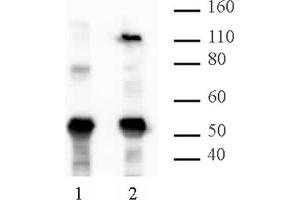 HIRA mAb (Clone WC15) tested by Western blot.