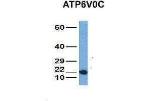 Host:  Rabbit  Target Name:  ATP6V0C  Sample Type:  ACHN  Antibody Dilution:  1.