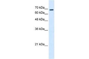 RHOT1 antibody used at 0. (RHOT1 antibody  (N-Term))