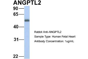 Host: Rabbit Target Name: GNAS Sample Type: Human Fetal Heart Antibody Dilution: 1. (ANGPTL2 antibody  (N-Term))