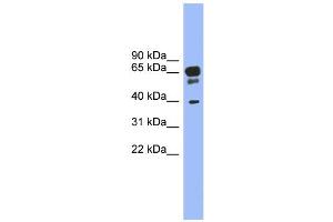 WB Suggested Anti-HTR5A Antibody Titration: 0.