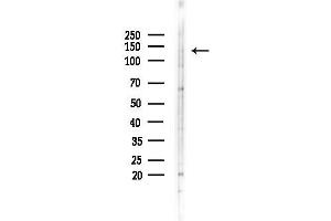 anti-Rab11 Family-Interacting Protein 1 (RAB11FIP1) (N-Term) antibody