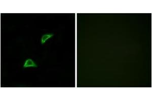Immunofluorescence analysis of LOVO cells, using OR51A4 Antibody. (OR51A4 antibody  (AA 200-249))