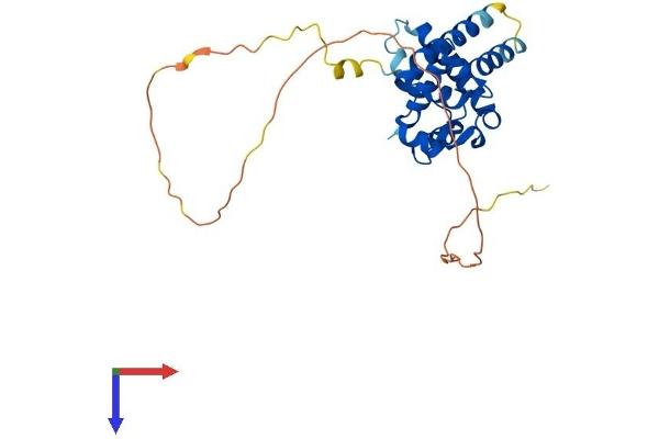 MORF4L2 Protein (AA 1-288) (His tag)