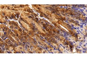 Detection of TFF1 in Mouse Stomach Tissue using Polyclonal Antibody to Trefoil Factor 1 (TFF1) (TFF1 antibody  (AA 1-87))