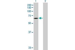 Western Blot analysis of PAPSS2 expression in transfected 293T cell line by PAPSS2 MaxPab polyclonal antibody. (PAPSS2 antibody  (AA 1-614))
