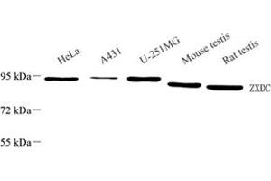 Western blot analysis of ZXDC (ABIN7076288),at dilution of 1: 1500 (ZXDC antibody)