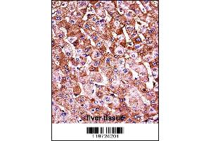 HBB Antibody (C-term) immunohistochemistry analysis in formalin fixed and paraffin embedded human liver tissue followed by peroxidase conjugation of the secondary antibody and DAB staining.