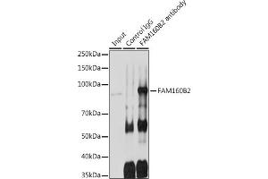 Immunoprecipitation analysis of 600 μg extracts of Rat testis cells using 3 μg FB2 antibody (ABIN7267112). (FAM160B2 antibody)