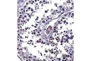 Immunohistochemistry analysis in formalin fixed and paraffin embedded human testis tissue reacted with Interleukin-25 / IL25 Antibody (Center) followed by peroxidase conjugation of the secondary antibody and DAB staining. (IL-25 antibody  (Middle Region))