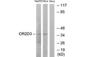 Western Blotting (WB) image for anti-Olfactory Receptor, Family 2, Subfamily D, Member 3 (OR2D3) (AA 231-280) antibody (ABIN2890980) (OR2D3 antibody  (AA 231-280))