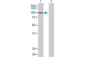 Western Blot analysis of MSH2 expression in transfected 293T cell line by MSH2 MaxPab polyclonal antibody.