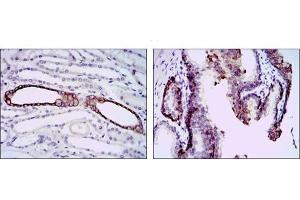 Immunohistochemistry (IHC) image for anti-BPI Fold Containing Family A, Member 2 (BPIFA2) antibody (ABIN1109128)