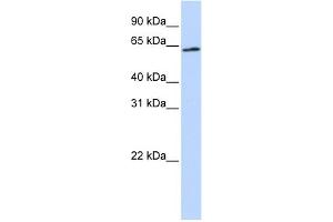 WB Suggested Anti-AIFM3 Antibody Titration: 0. (AIFM3 antibody  (Middle Region))
