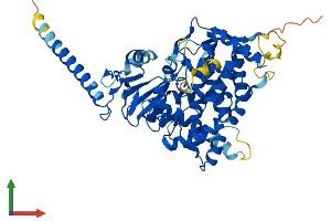 AlphaFold protein structure predicition of Human Recombinant CYP26C1 Protein, UniprotID Q6V0L0 (CYP26C1 Protein (AA 1-522) (His tag))