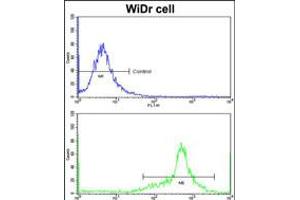 Flow cytometric analysis of widr cells using IGFBP6 Antibody (bottom histogram) compared to a negative control cell (top histogram)FITC-conjugated goat-anti-rabbit secondary antibodies were used for the analysis.