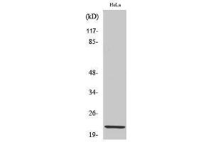 Western Blotting (WB) image for anti-Claudin 1 (CLDN1) (C-Term) antibody (ABIN3174417) (Claudin 1 antibody  (C-Term))