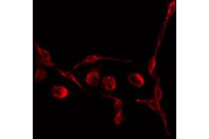 ABIN6266642 staining COS7 by IF/ICC. (TGFB3 antibody)