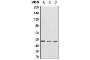 Western blot analysis of CK1 gamma 1 expression in Jurkat (A), NIH3T3 (B), H9C2 (C) whole cell lysates. (CSNK1G1 antibody  (N-Term))