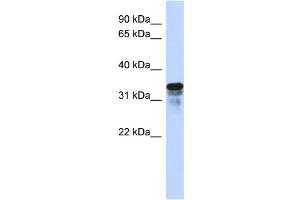 WB Suggested Anti-FAM82B Antibody Titration:  0. (FAM82B antibody  (N-Term))